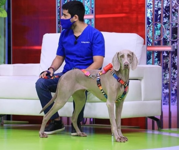 El covid y las mascotas