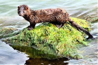 Visón americano, el primer animal salvaje en dar positivo a COVID-19 - ADN Digital