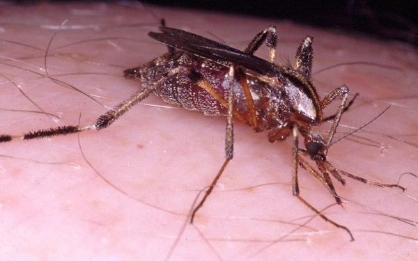 Invasión de los mosquitos “más voraces”, pero que no transmiten enfermedades - Nacionales - ABC Color