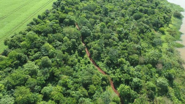 Repudian intento de expropiación de últimos remanentes del Bosque Atlántico del Alto Paraná