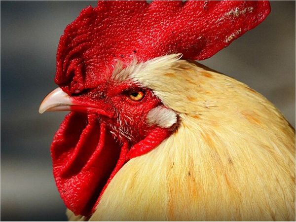 Denunció a su vecino por tener a un gallo de mascota