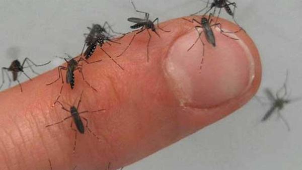 Preocupa proliferación de mosquitos a nivel país – Prensa 5