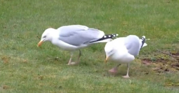 La explicación científica al baile viral zapateado de las gaviotas - C9N