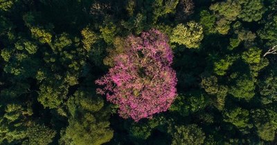 La Nación / Infona repudia intento de expropiar los últimos remanentes del Bosque Atlántico