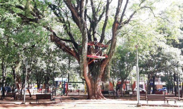 «Pesebre del árbol» en Minga recibe burlas y memes de internautas