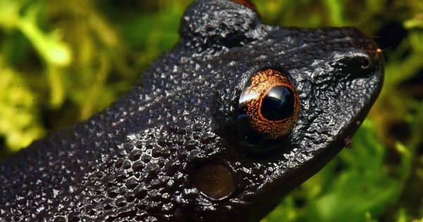 La Nación / Descubren 20 nuevas especies de flora y fauna en Bolivia