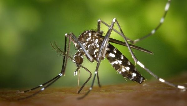Dengue: El mosquito está circulando y actualmente se dan 200 notificaciones de posibles casos por semana