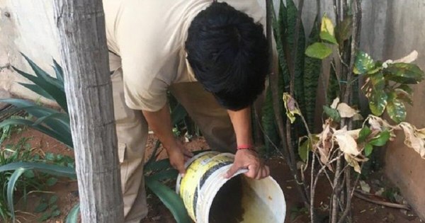 La Nación / Mosquitos culex salen en horas nocturnas