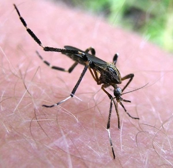 Crónica / ¡LOS ÑATI’Û DRÁCULA! Por altas temperaturas hay mosquitos a bulto