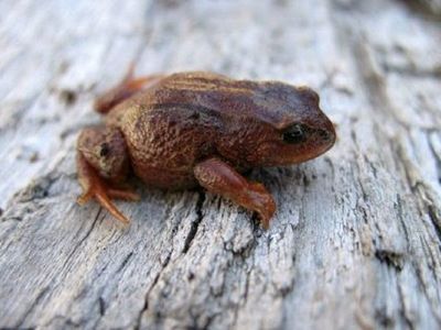 Una rana minúscula hallada puede ser la más pequeña de los Andes