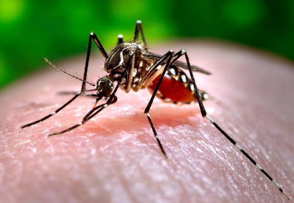 Alerta preventiva ante aumento de notificaciones de Dengue » Ñanduti