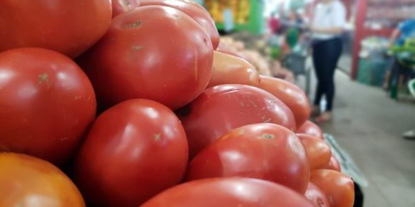 Productores de tomates piden intervención del MAG