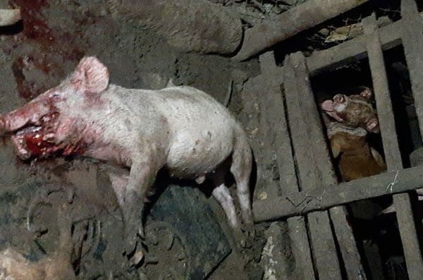 Pitbull causa terror en un barrio de Coronel Oviedo - Noticiero Paraguay