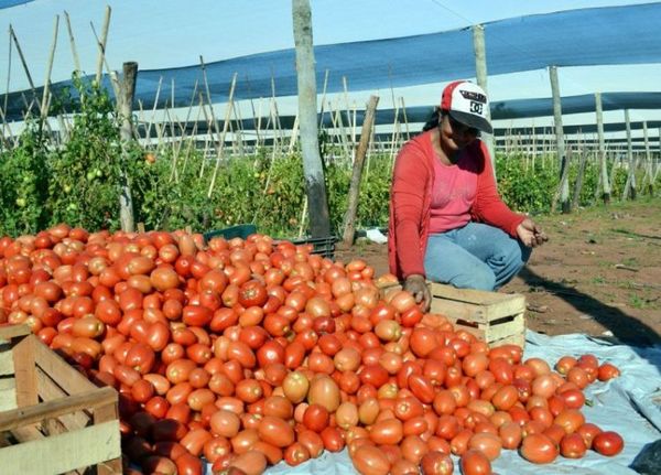 Productores de tomates piden intervención del MAG