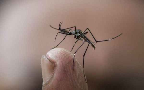 Salud emite alerta epidemiológica por dengue