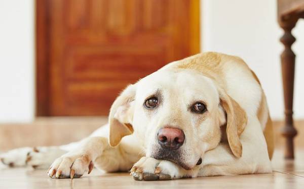 Oficina de Recepción de Denuncias de Maltrato Animal prevé cubrir "vacíos y falencias" de la Dirección, dice concejal » Ñanduti