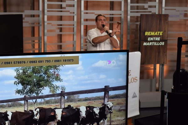 Entre Martillos subasta hoy 1.800 animales en feria de invernada televisada