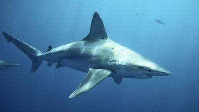 Una turista muere tras ser atacada por un tiburón en la isla caribeña de San Martín