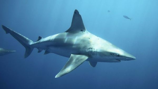 Una turista muere tras ser atacada por un tiburón en la isla caribeña de San Martín