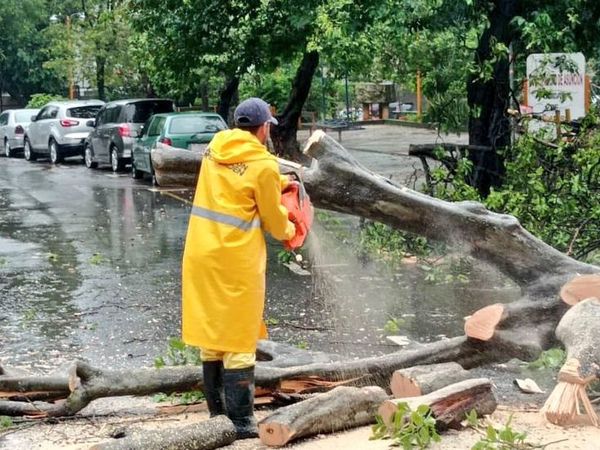 Siguen tareas de despeje de árboles caídos en Asunción - Nacionales - ABC Color