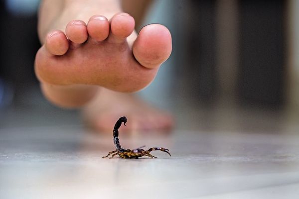 Calor y humedad, propicios para la aparición de alacranes - Nacionales - ABC Color