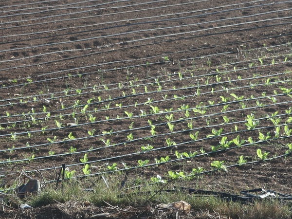IICA comparte iniciativas de adaptación del agro al cambio climático - MarketData