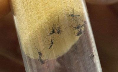 Salud alerta por aumento de casos de dengue en el país - Nacionales - ABC Color