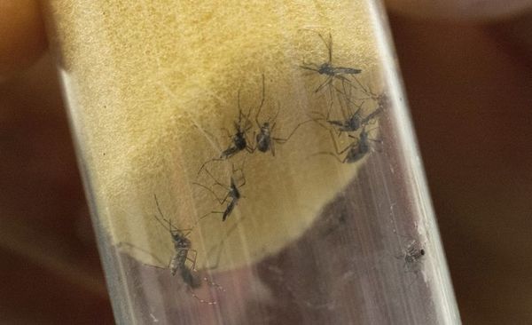 Salud alerta por aumento de casos de dengue en el país - Nacionales - ABC Color