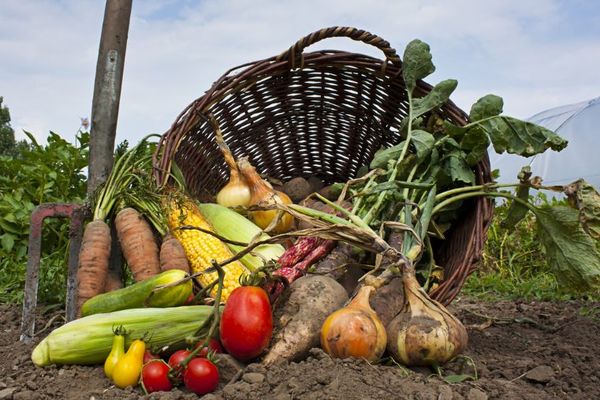 Agricultura orgánica y turismo, como opciones para diversificar la matriz productiva - MarketData