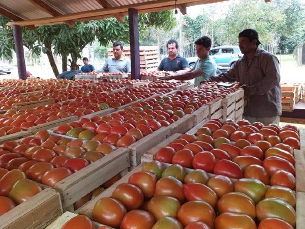 Se agudiza la puja entre productores de tomates y comerciantes del Abasto