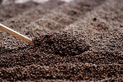 Brasil recogió en 2020 la mayor cosecha de café de su historia - MarketData