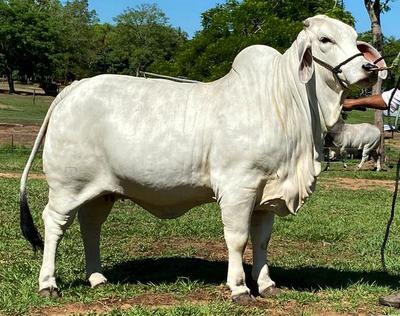 ¡Un remate de estrellas! Hoy se venden los mejores Brahman de la Expo Virtual 2020