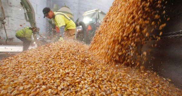 La Nación / Mejora el dinamismo de las exportaciones de maíz