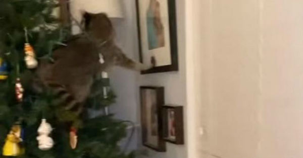 La odisea de una mujer para sacar al indeseado animal que encontró dentro de su árbol de Navidad - C9N