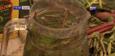 Conocé la historia del tereré y pohã ro´ysã | Noticias Paraguay