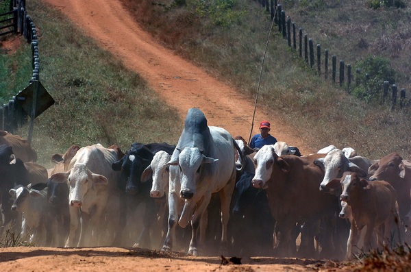 Brasil terminará 2020 con récord de exportación de carnes pese a la pandemia - MarketData