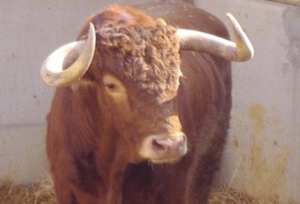 Crónica / Piden no agarrar más al toro por los cuernos