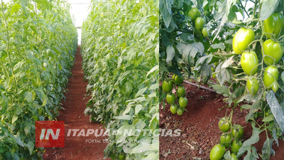 TRABAJAN JUNTO A FAMILIAS DE PRODUCTORES A FIN DE GARANTIZAR ALIMENTO PARA EL 2021