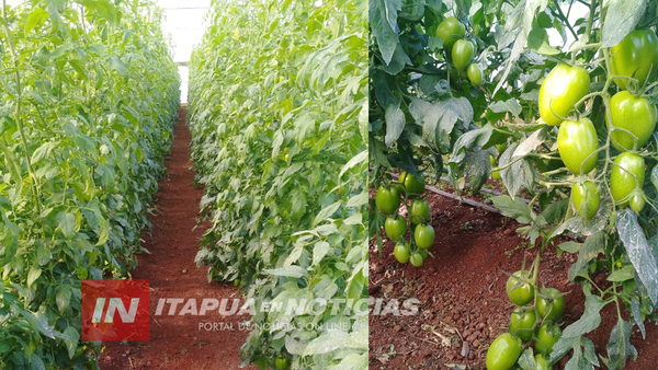 TRABAJAN JUNTO A FAMILIAS DE PRODUCTORES A FIN DE GARANTIZAR ALIMENTO PARA EL 2021