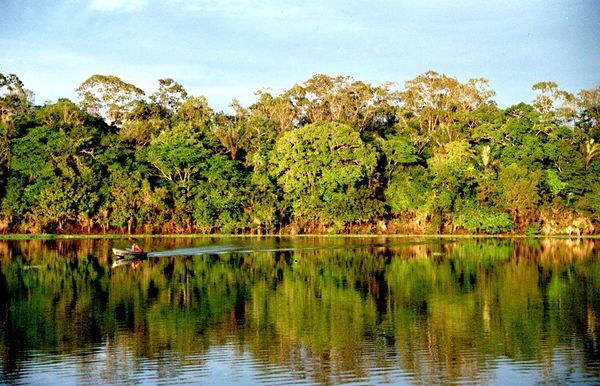 Más de 700 millones de hectáreas de bosques son en áreas protegidas