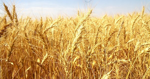 La Nación / Atlas genómico del trigo: información ayudaría a investigadores paraguayos