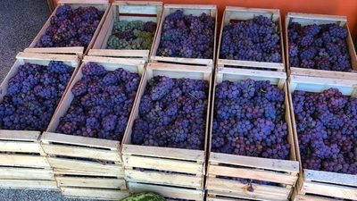 Temporada alta de cosecha de uvas en el país