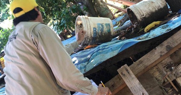 La Nación / Reportan unas 210 notificaciones de dengue por semana