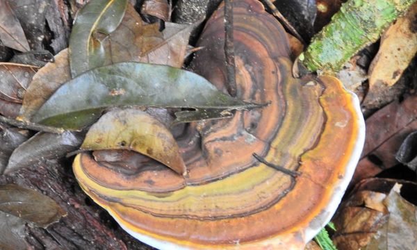 Parece que si no la usamos la perdemos: uso sustentable de la biodiversidad