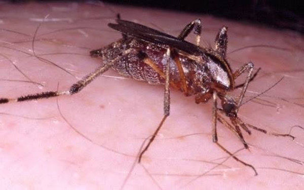 HOY / Invasión de “ñati'ũ kavaju” se debe al alto nivel de deforestación, alertan