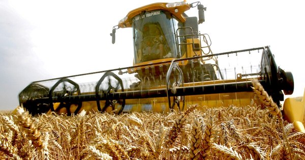La Nación / Merma en la producción de trigo afecta en las exportaciones
