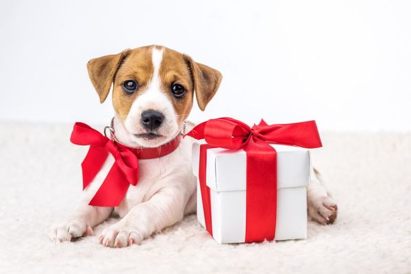Campaña para no regalar animales en esta Navidad - Mascotas - ABC Color