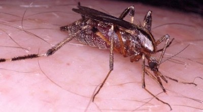 Invasión de “ñati’ũ kavaju” se debe al alto nivel de deforestación, alertan