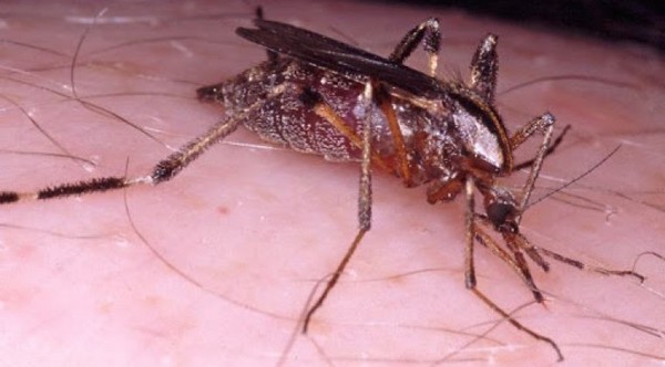 Invasión de “ñati’ũ kavaju” se debe al alto nivel de deforestación, alertan