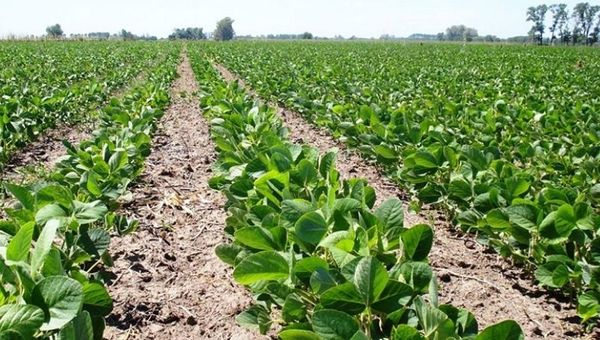 Paraguay: sexto país en el mundo con mayor adopción de cultivos biotecnológicos (4.1 millones de hectáreas sembradas)